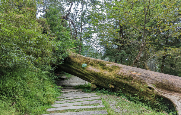 If An Oak Tree Falls, Will A Camera Record It?