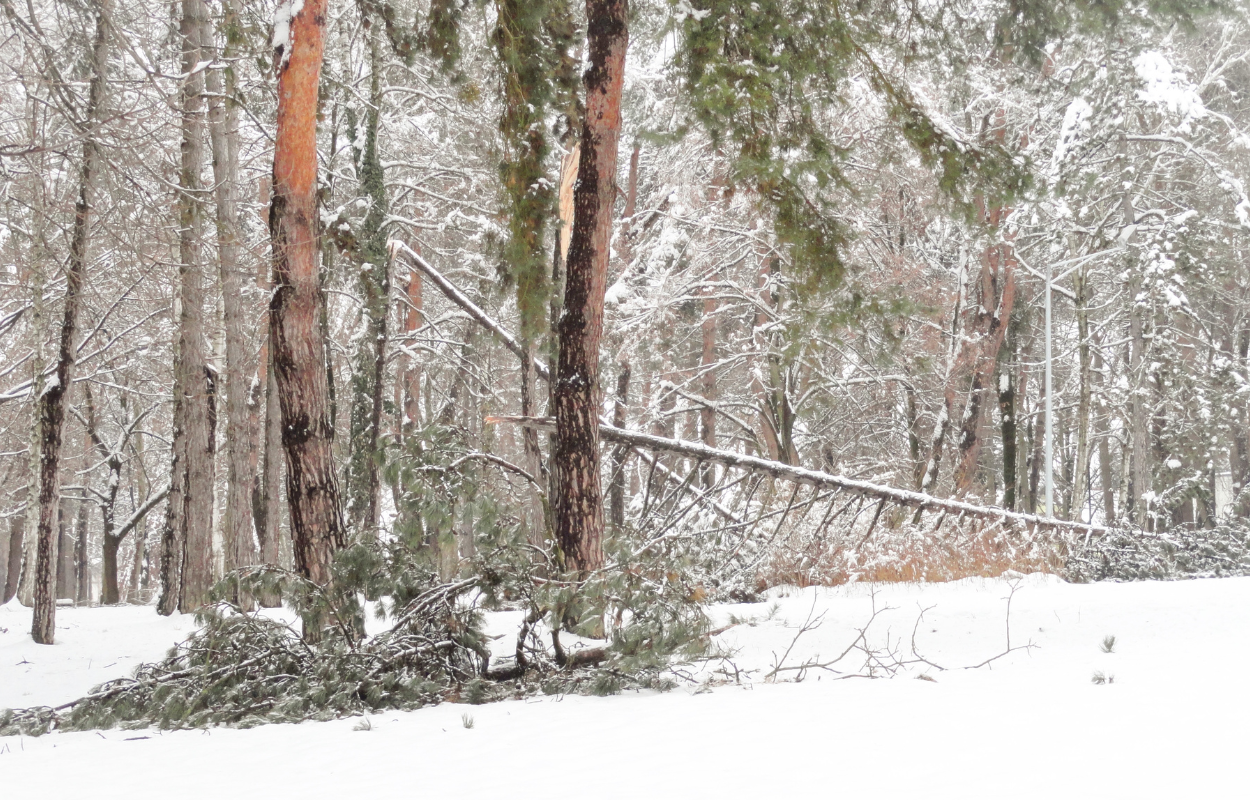 Pine trees with fallen limbs on snowy ground