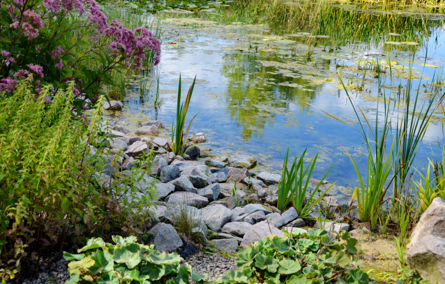 Rock Solid Defense for Accidental Pond Drowning