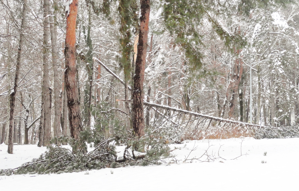 Fallen Tree Limbs Uncover Property Management Failure