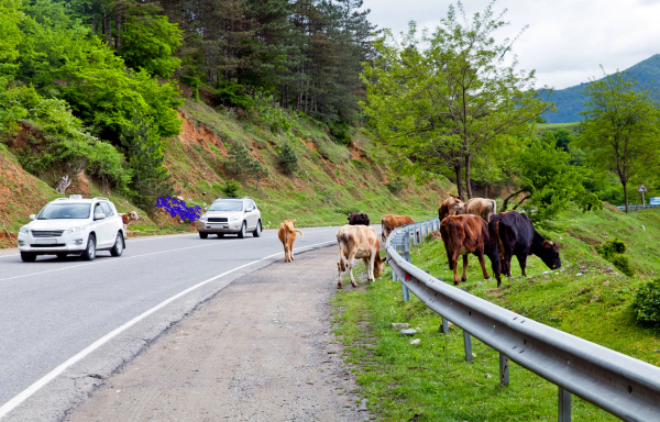 Cows on the Highway!