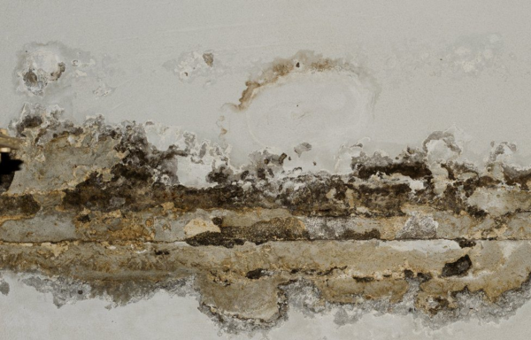 Curing Mold Maladies in a Healthcare Setting